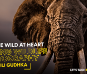 Editing Wildlife Photography with Nili Gudhka