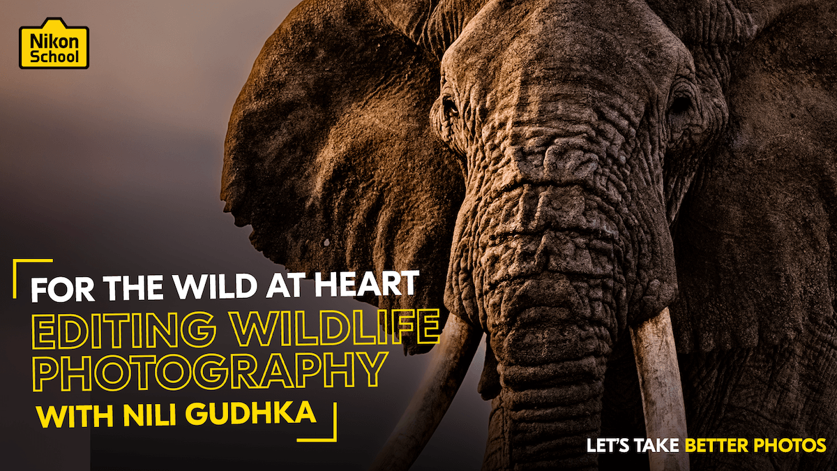 Editing Wildlife Photography with Nili Gudhka